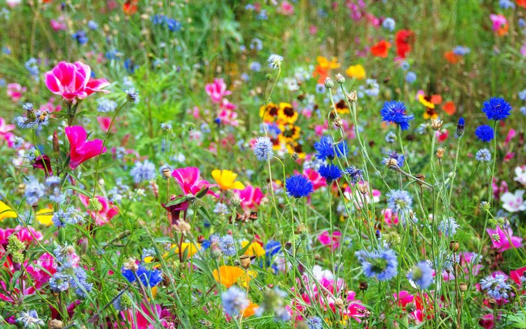 Полянка с цветами