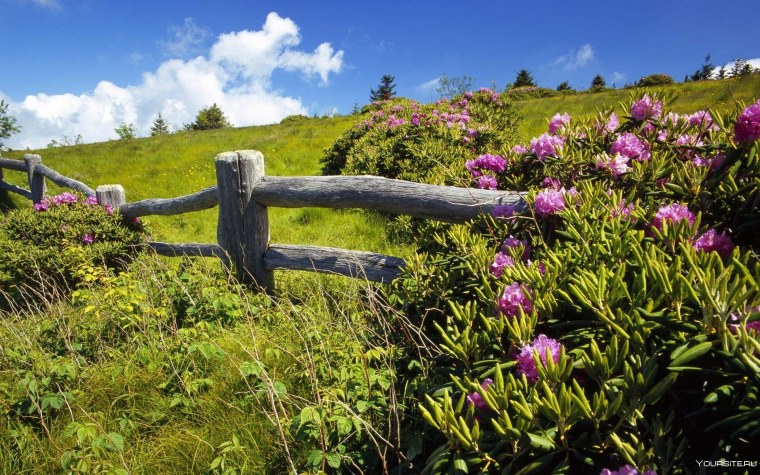 Летние краски природы