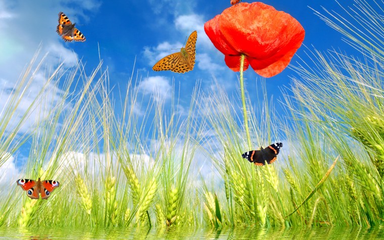 Фотообои лето