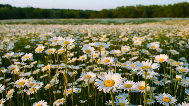 Поле цветов ромашки