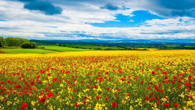 Летние цветы