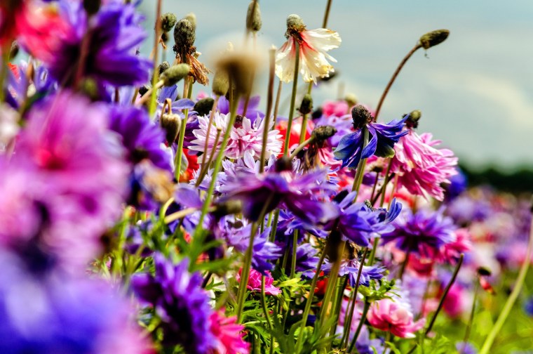 Нежные весенние цветы в природе