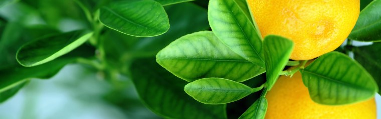 Апельсины с листом