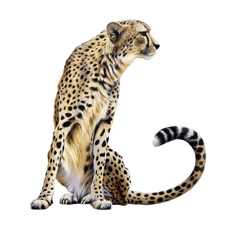 Гепард рисунок карандашом