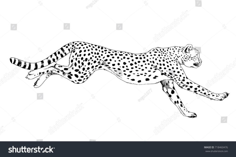 Леопард сидит вектор