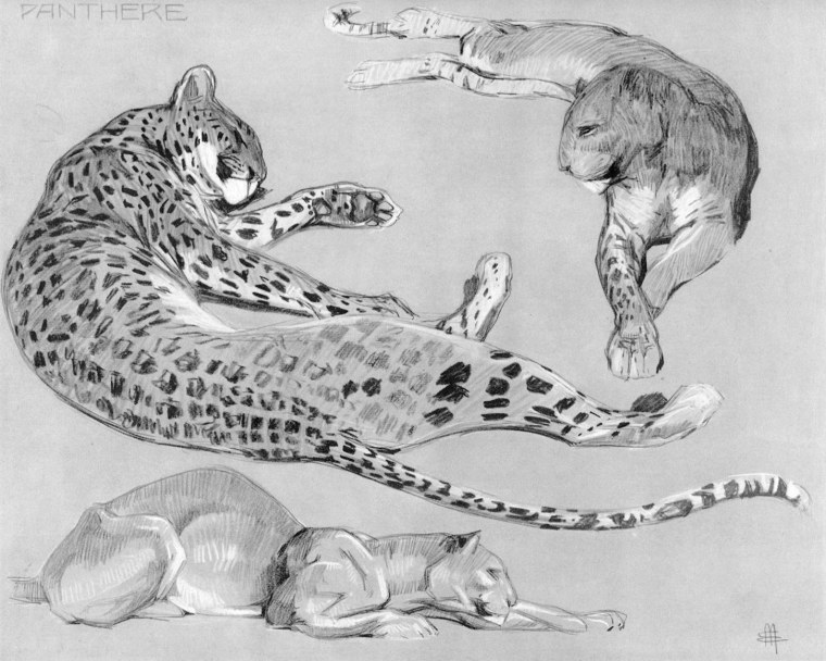 Леопард рисунок для детей