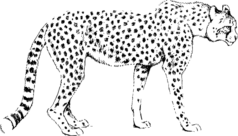 Wild Kratts Cheetah
