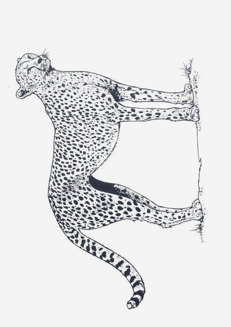 Гепард силуэт