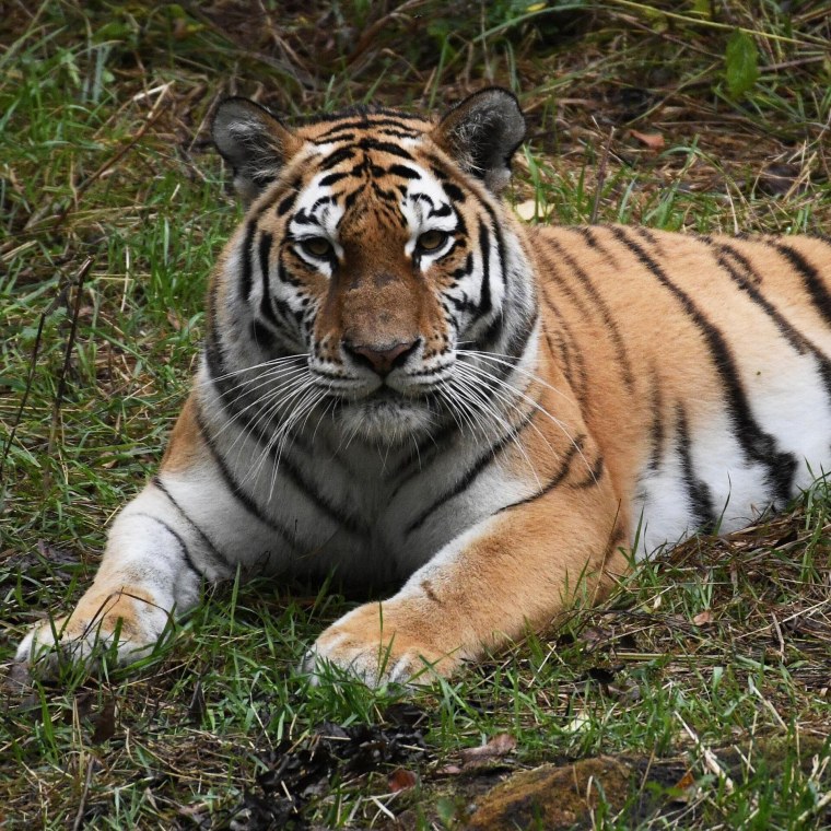 Амурский тигр