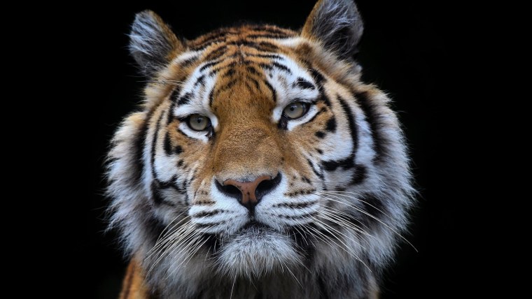 Заинтересованный взгляд тигра