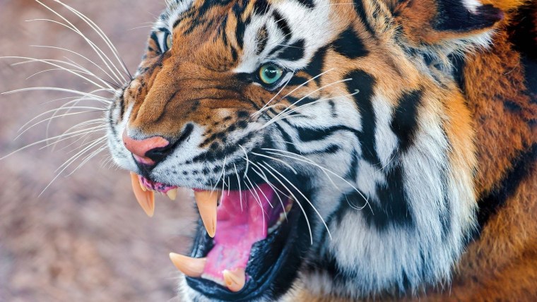 Тайгер тигр