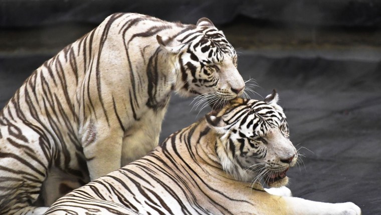 Водяной тигр