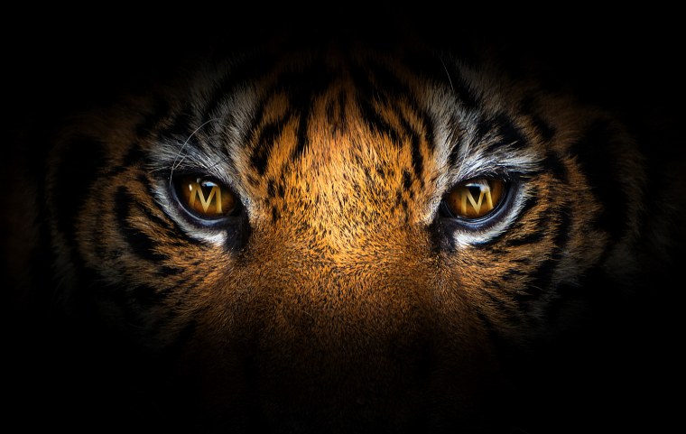 Тигриный взгляд алмазная живопись