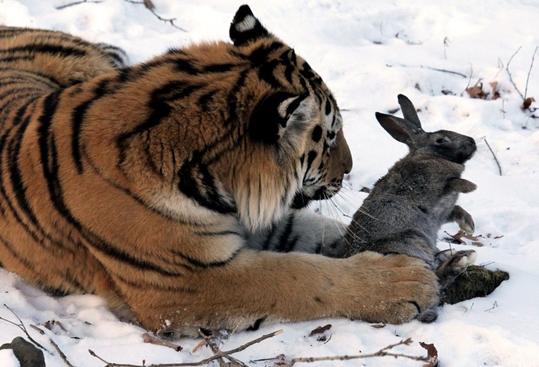 Амурский тигр ест добычу