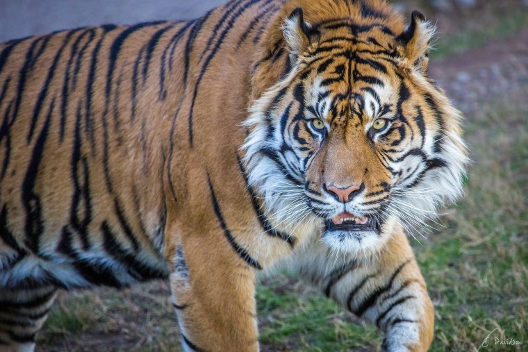 Морда Уссурийского тигра
