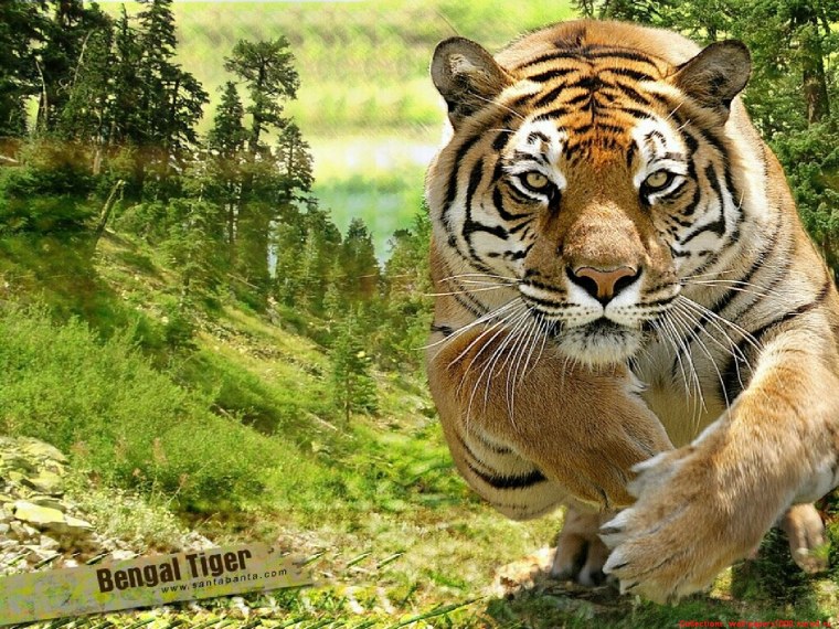 Одинокий тигр