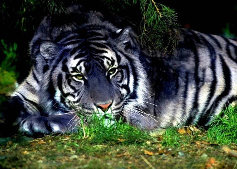 Мальтийский голубой тигр