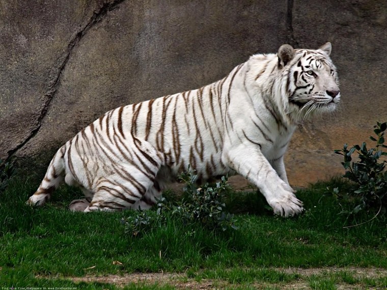 Амурский тигр альбинос