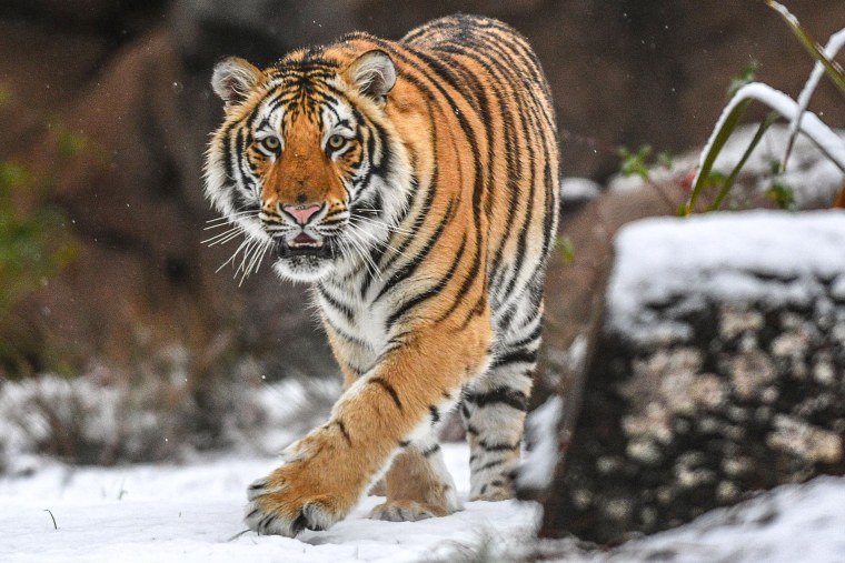 Восточные тигры