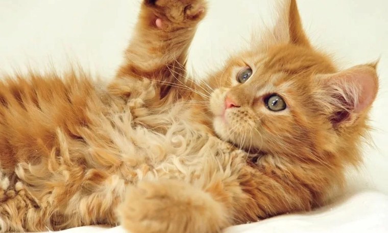 Рыжие котята на рабочий стол