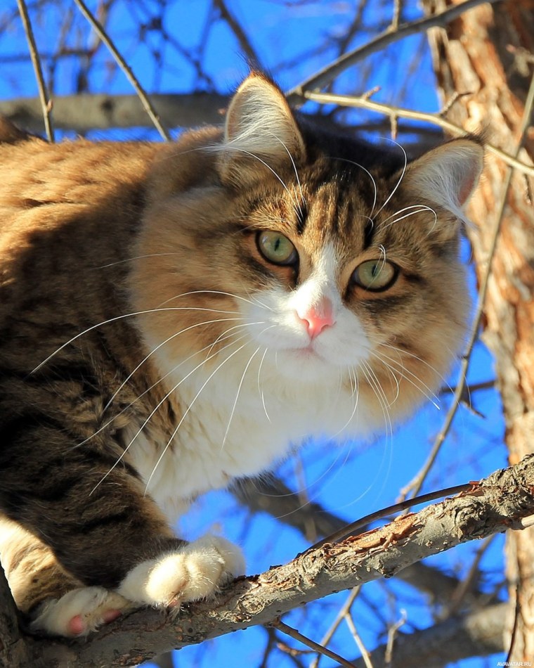 Животные коты