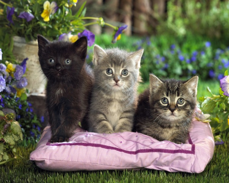 Котята фото