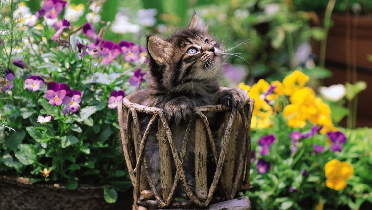 Кот в цветах