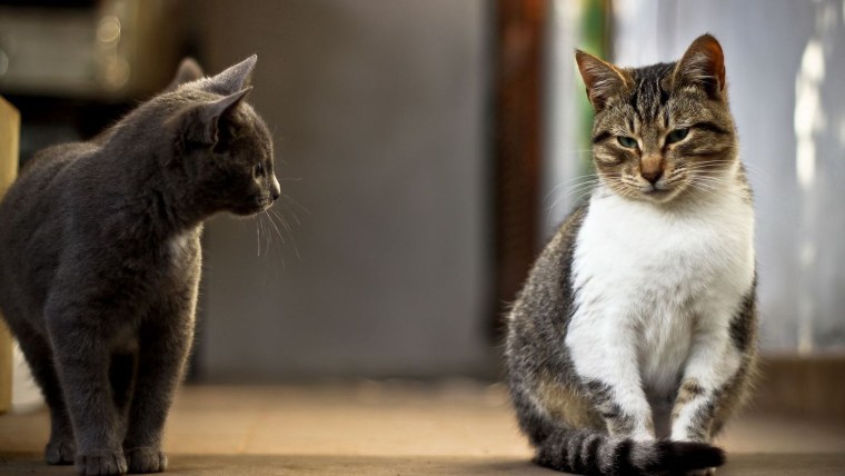 Кошки знакомятся
