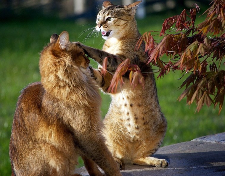 Смешные ситуации с животными