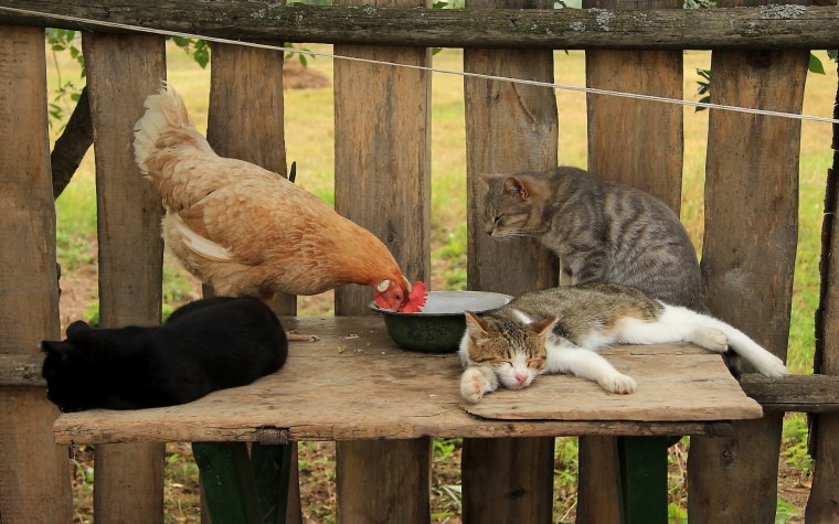 Животные в деревне