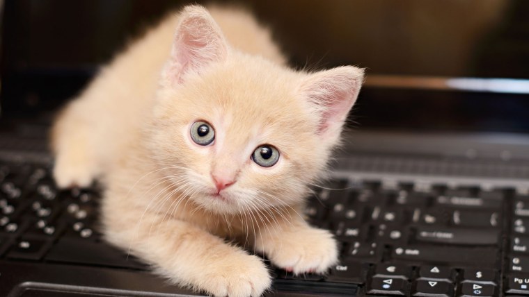 Котенок и компьютер
