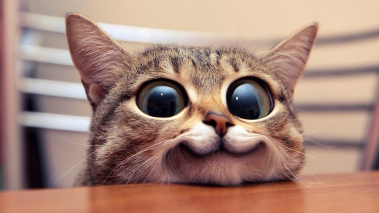 Смешной кот превью
