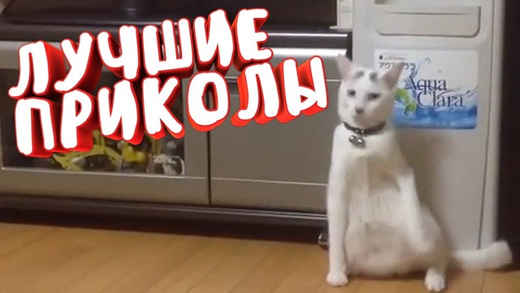 Смешные приколы превью