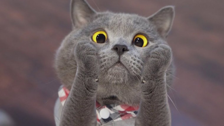 Кот Майкл AARONSANIMALS