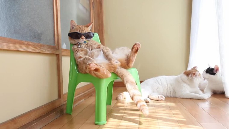 Контр страйк Глобал оффенсив террористы