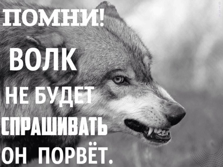 Девушка с волком