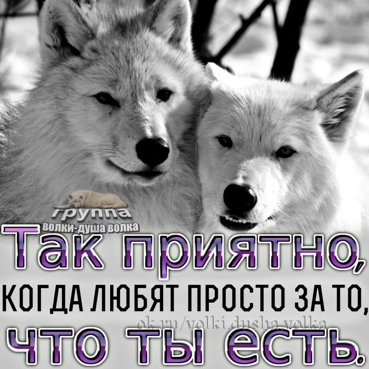 Волк и волчица с надписью