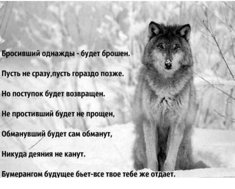 Волчица и девушка