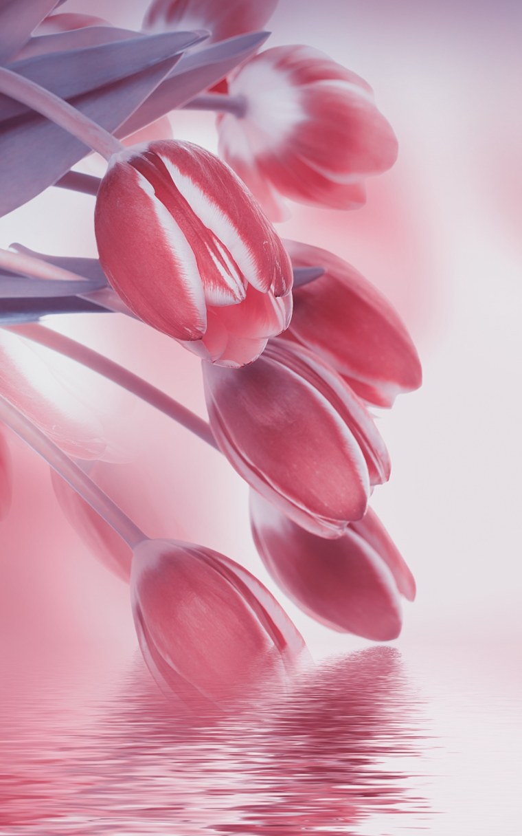 Тюльпаны фон