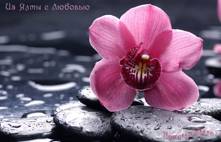 Листья цветы абстракция