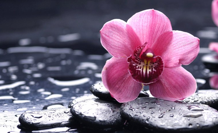 Весы CENTEK CT-2421 Spring Flower