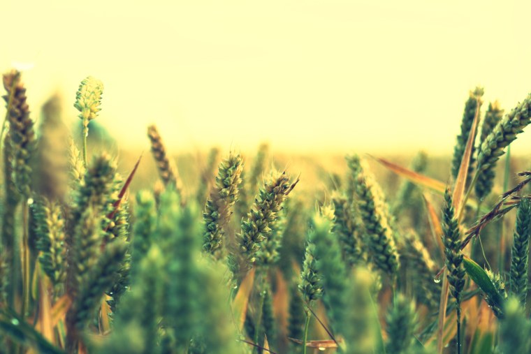 Природа трава колосья