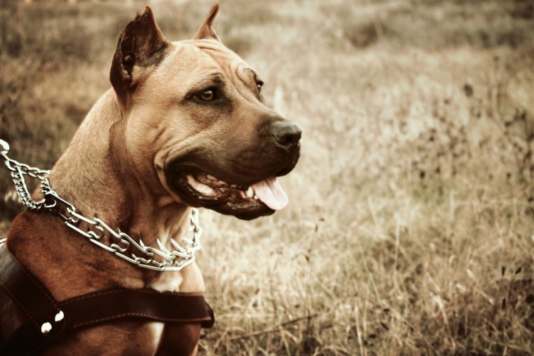 Амстафф и питбуль