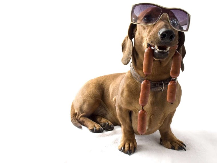 Такса собака