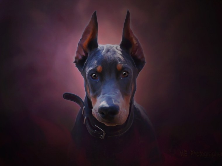 Доберман 1894