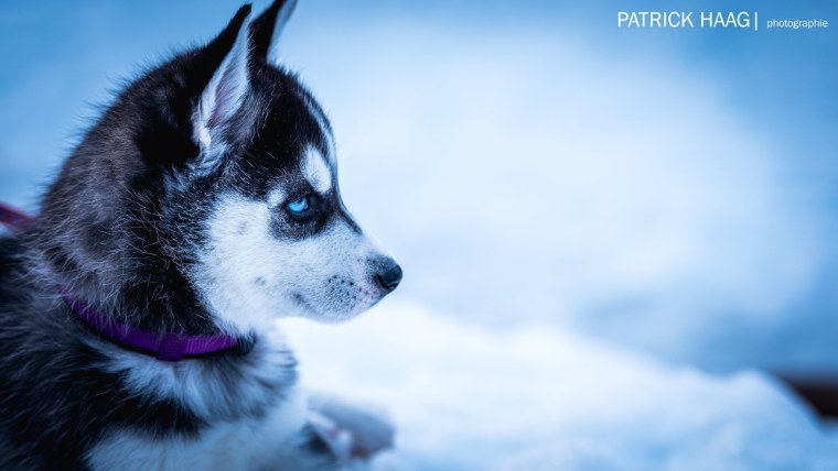 Волки крутые