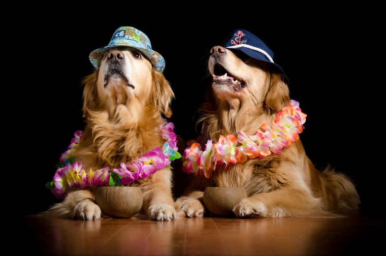 Джек Рассел