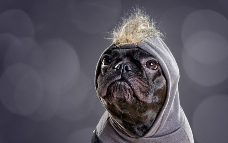 Мопс в капюшоне