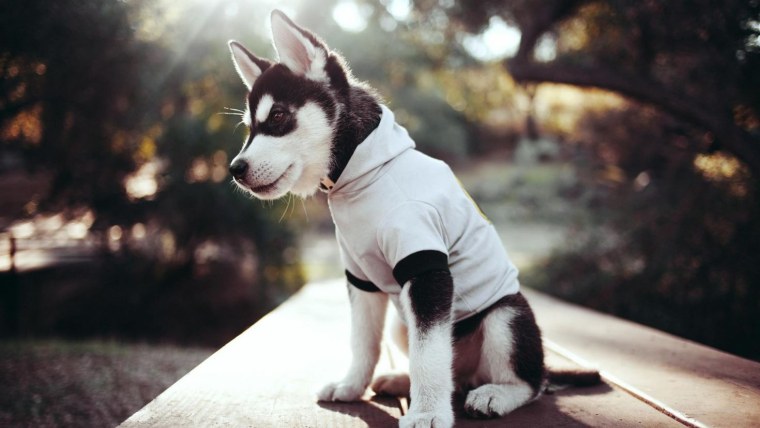 Ротвейлер щенок