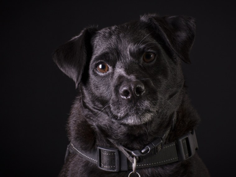 Хаски сибириан Блэк